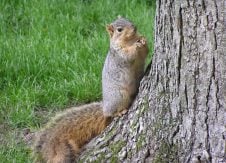 Does Your Strategic Plan Chase Squirrels?