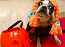 3 lessons trick-or-treaters can teach us about member satisfaction