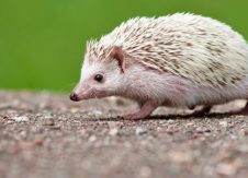 Finding your inner hedgehog