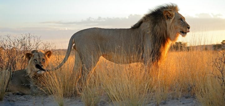 Antelopes and lions in credit union leadership training