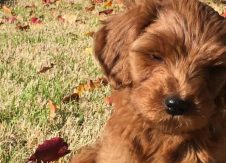 How raising a puppy is like branding