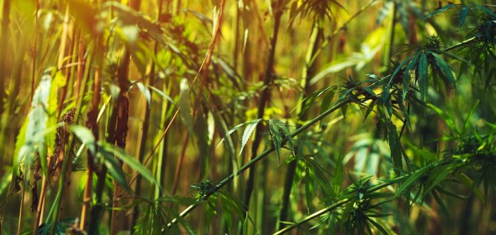 NCUA & FinCEN issue additional guidance on hemp banking