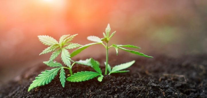 Cannabis banking in 2022: Four trends to watch