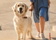 Service dog trainees win over CU staffers