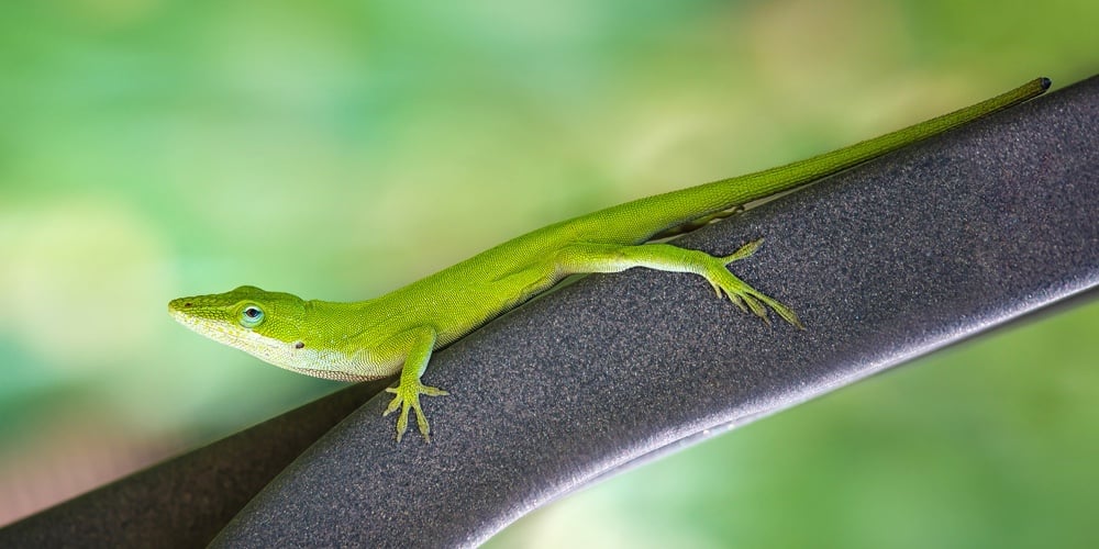 Green Anole Lizard (anolis Carolinensis) Crawling On An Iron Bench In