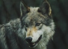 Leadership Matters: Is my boss the big bad wolf?