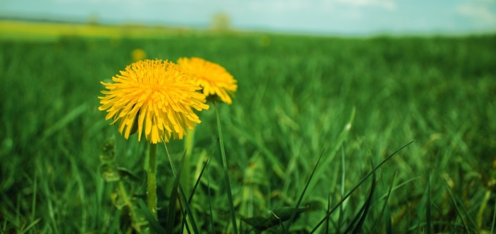 In 2021, will your credit union grow wishes or weeds?