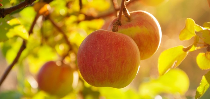 Apples to Allies: Why wellness and diversity are one and the same