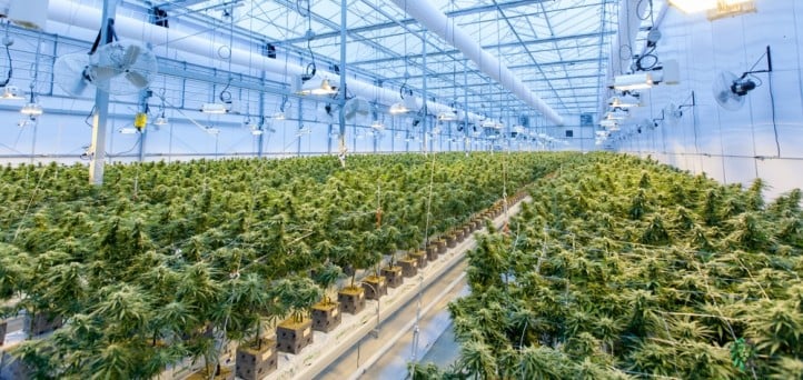 Cannabis: A budding business gets a boost from compliance tech