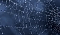 Put the “web” in your credit union website