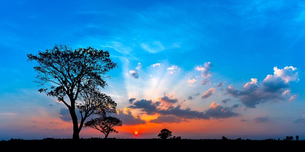 Panorama Silhouette Tree In Africa With Sunset.tree Silhouetted Against A Setting Sun.dark Tree On O